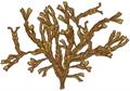 Fucus vesiculosus